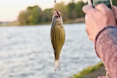 Alasan Penggunaan Cacing sebagai Umpan Ikan