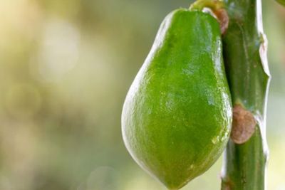 Manfaat Carica untuk Kesehatan, Buah Manis Khas Dieng