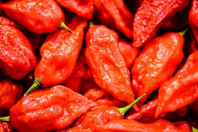 Bhut Jolokia, Cabe Terpedas di Dunia dari India dan Bangladesh