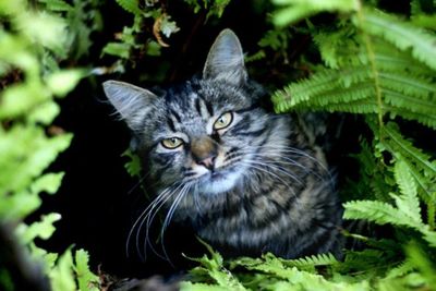 Waspada, Begini Ciri-ciri Digigit Kutu Kucing
