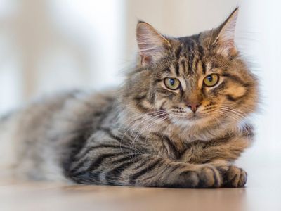 Kena Gigitan Kutu Kucing, Ini Langkah yang Harus Dilakukan