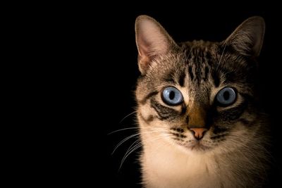 Arti Mimpi Membunuh Kucing Menurut Primbon Jawa, Ternyata Punya Makna Tersembunyi