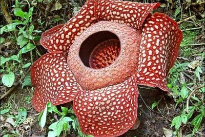 Kecantikan Alam Sumatera Berhias Bunga Raksasa Rafflesia Arnoldi