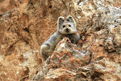 Ili Pika, Mamalia Lucu Mirip Kelinci Bertelinga Bulat