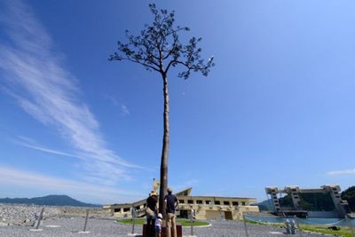 Miracle Pine, Pohon Pinus yang Mampu Bertahan di Tengah Tsunami Jepang