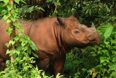 Ini Dia Badak Sumatera, Megafauna yang Populasinya Langka