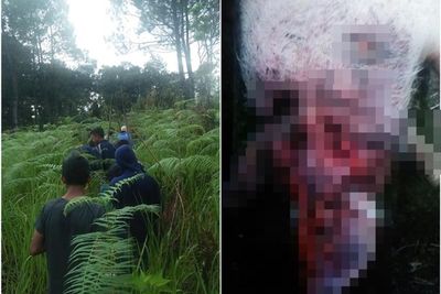 Pemangsa Ternak di Taput Diduga adalah Homang, Dikenal Sebagai Mahkluk Gaib di Tanah Batak