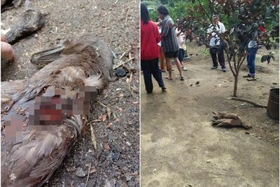 Mahkluk Misterius Serang Ternak Warga di Taput, Hanya Hisap Darah Tak Makan Mangsanya