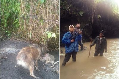 Pemburuan Mahluk Diduga Hisap Darah Ternak di Taput, Ditemukan Bangkai dan Penampakan Aneh