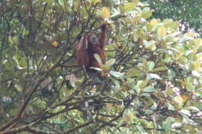 Kekurangan Makanan Diduga Jadi Penyebab Kemunculan Orangutan Sumatera di Area Hutan Karo