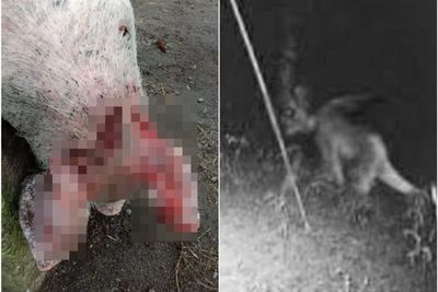 Cerita Warga yang Ternaknya Mati Dimangsa Makhluk Misterius di Taput, Babi Juga Mati