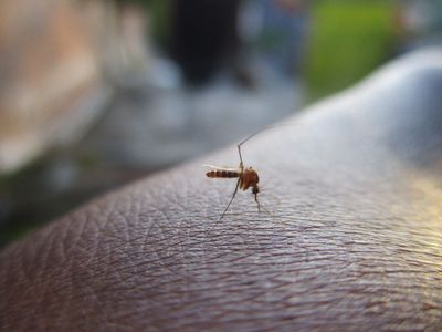 Tembus Puluhan Ribu Kasus, Kemenkes Ungkap DBD Diprediksi Berlanjut hingga Musim Pancaroba