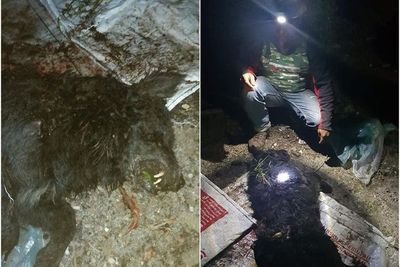 Pemburuan Makhluk Misterius di Taput, Warga Temukan Binatang Bertaring Menyerupai Serigala