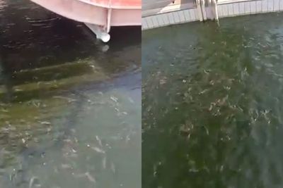 Ketika Kolam Renang Berubah Jadi Kolam Lele Akibat Pandemi