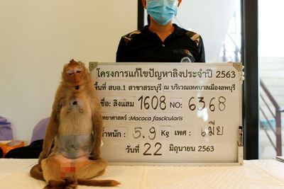 Jarang Dikunjungi Wisatawan, Monyet di Thailand Makin Ganas dan Terpaksa Disterilisasi