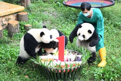 FOTO: Pesta Ulang Tahun Empat Ekor Panda di Tiongkok
