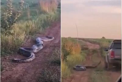 Video: Momen Menegangkan Saat Ular Anaconda Raksasa Serang Turis yang Ingin Melintas