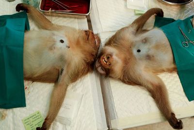 FOTO: Mengintip Proses Sterilisasi Kera di Thailand