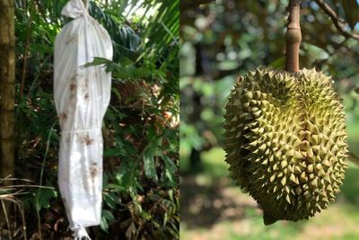 Pasang Pocong Agar Duriannya Tak Dicuri, Pemilik Ini Malah Ketakutan Sendiri