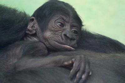 FOTO: Lucunya Bayi Gorila di Kebun Binatang Antwerp, Belgia
