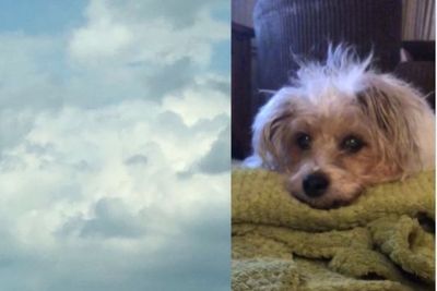 Kisah Haru Dibalik Awan Mirip Wajah Anjing