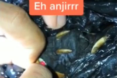 Paket Isi Jenglot Viral hingga Tembus 7 Juta Viewer, Karyawan Ekspedisi Ini Hapus Videonya