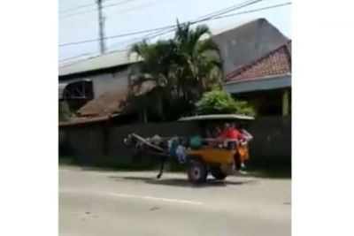 Kuda Lepas Kendali di Jalan Raya, Lari Kencang Nyaris Nabrak Truk Bikin Deg-degan