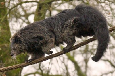 Makhluk Misterius yang Memangsa Ternak di Taput Diduga Sejenis Musang, Begini Wujudnya