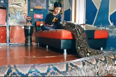 Ular Raksasa Viral di Medsos Sudah Berumur 10 Tahun, Ternyata Makannya Hanya Ini