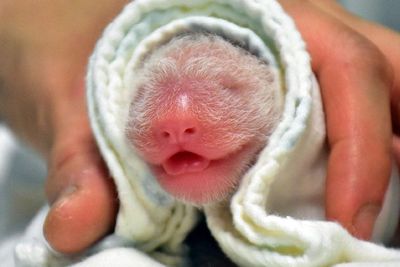 FOTO: Bayi Panda Raksasa Lahir di Kebun Binatang Taipei