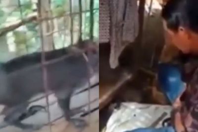 Warga Diduga Tangkap Babi Jadi-jadian, Aksi Pawang Mirip Dukun Ini Bikin Ngakak