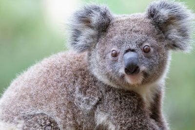 Sedih, Koala Diprediksi Punah pada 2050
