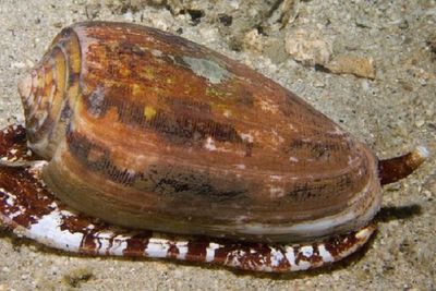 Mengenal Siput Kerucut, Hewan Kecil yang Mematikan