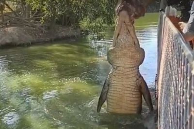 Viral Buaya Raksasa Muncul dari Air Langsung Tangkap Mangsanya, Netizen Salfok ke Jari