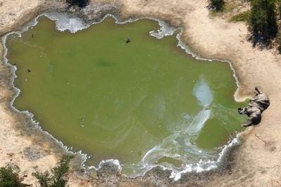 350 Ekor Gajah di Botswana Mati Secara Misterius, Dijuluki Bencana Konservasi