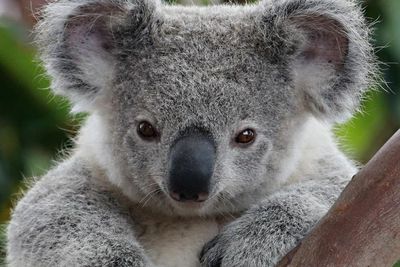 Populasi Terancam, Tahun 2025 Koala di Australia Berpotensi Punah