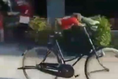 Lagi Musim Gowes, Monyet Ini Tak Mau Kalah dengan Manusia, Lihat Skill Bersepedanya