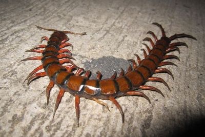 5 Arti Mimpi Dikejar Kelabang Menurut Primbon Jawa, Pertanda Buruk?