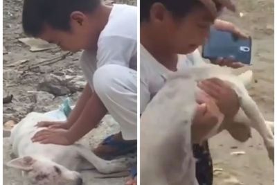 Anak Ini Menangis Tersedu Melihat Anjing Kesayangannya Mati Diduga Dibunuh Orang
