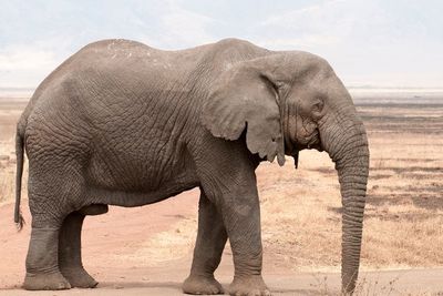 Populasi Gajah Dunia Menurun, Ratusan Gajah di Afrika Mati Mendadak