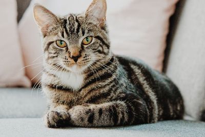 Cara Melatih Kucing agar Tidak Pup Sembarangan di Rumah