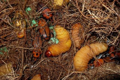 Ulat Sagu, Larva Kumbang Penggerek yang Nikmat
