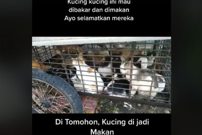 Viral Video Puluhan Kucing di Tomohon Siap untuk Dibakar dan Dimakan, Netizen Gak Tega