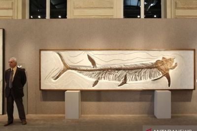 Penemuan Fosil Ikan Karnivora Raksasa di Patagonia