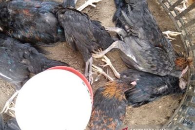 Setelah Ternak Bebek Mati Misterius di Taput, Giliran Ratusan Ayam Mati Mendadak