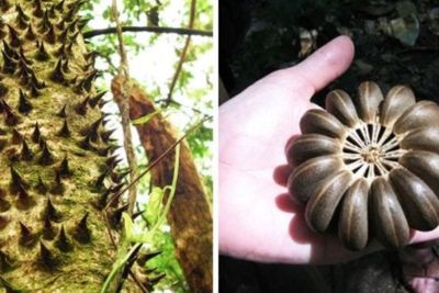 Buahnya Bisa Meledak, Fakta Unik Sandbox Tree si Pohon Neraka