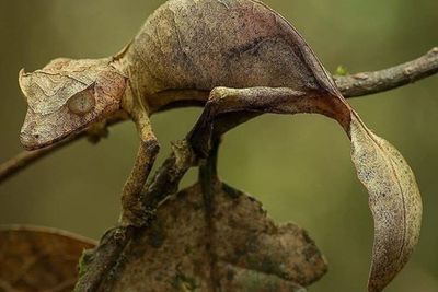 Tokek Setan Ekor Daun, Si Ahli Menyamar dari Madagaskar