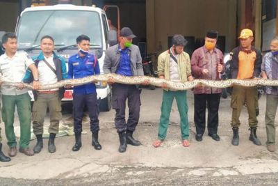 Ular Masuk Rumah Lurah di Sibolga, Telan Anjing Hidup-hidup, Namun Dimuntahkan Lagi