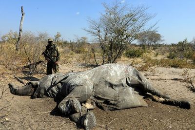 FOTO: Lagi, Banyak Gajah Ditemukan Mati di Botswana