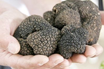Pandemi Corona Jadi Ajang Bagi-Bagi Jamur Truffle Gratis di Inggris
